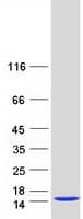 Human SH3BGRL Protein (Recombinant Myc-DDK (Flag))