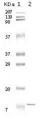 Monoclonal Mouse anti-Human IL11 Antibody (clone 6D9A1, WB)