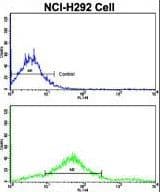 IHC-plus™ CDH7 / Cadherin 7 Antibody (aa56-84)