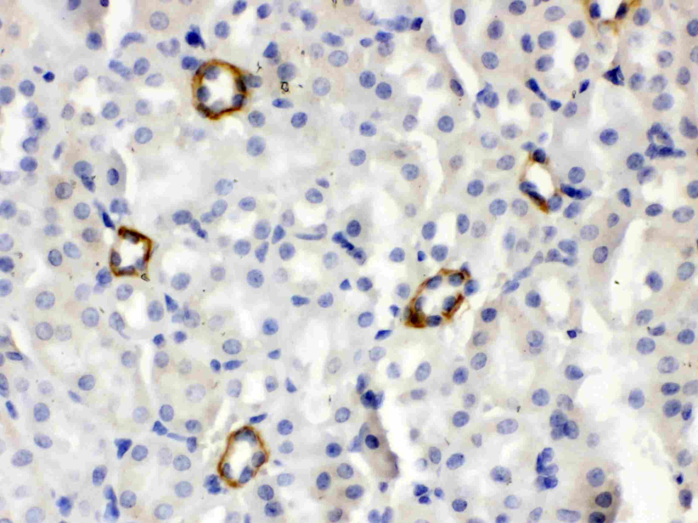 ISG15 Antibody