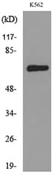 ALCAM / CD166 Antibody