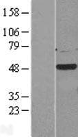 Human CSNK1G2 / CKI-Gamma 2 Protein (Over-Expression Lysate Myc-DDK (Flag))