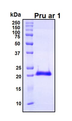 Prunus armeniaca Pru ar 1 Protein (Recombinant His, N-Terminal)
