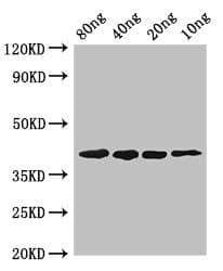 Oligoendopeptidase F homolog Antibody