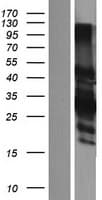 CER1 Protein (Over-Expression Lysate Myc-DDK (Flag))
