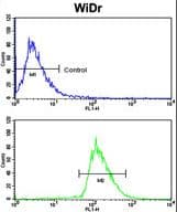 ALK3 / BMPR1A Antibody (aa1-30)