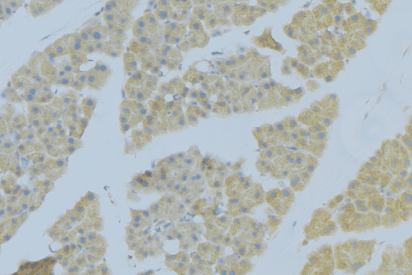 SDC2 / Syndecan 2 Antibody