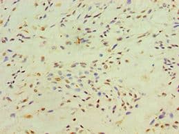 XRCC4 Antibody (aa1-336)