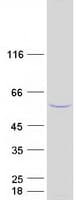 Human OSBPL2 Protein (Recombinant Myc-DDK (Flag))