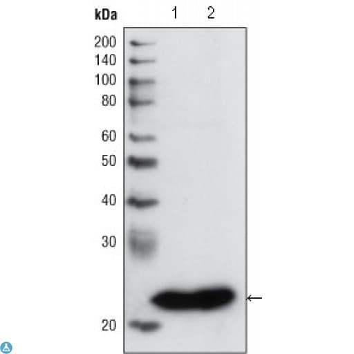 GSTP1 / GST Pi Antibody