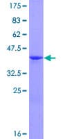 Human MAGOH Protein (Recombinant GST)