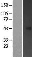 FBXL20 Protein (Over-Expression Lysate Myc-DDK (Flag))