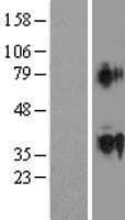 ACTL9 Protein (Over-Expression Lysate Myc-DDK (Flag))