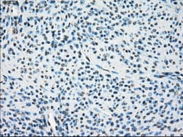 LTA4H / LTA4 Antibody (clone OTI1E9, Carrier-free)