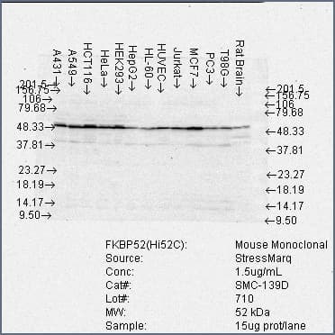 Monoclonal Mouse anti-Human FKBP4 / FKBP52 Antibody (clone Hi52C, Atto 390, IHC, IF, WB)
