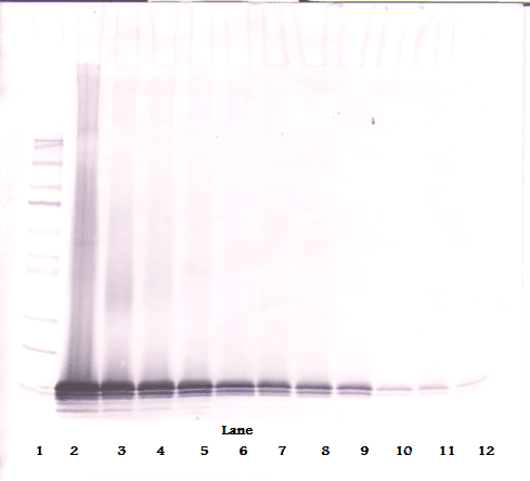 CCL21 / SLC Antibody (Biotin)