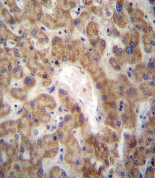 SDF1 / CXCL12 Antibody (aa64-92)