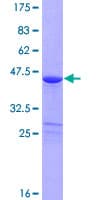 Human PDZD11 / PISP Protein (Recombinant GST)