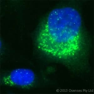 Polyclonal Rabbit anti-Human US01 / p115 Antibody (Internal, IF, WB)