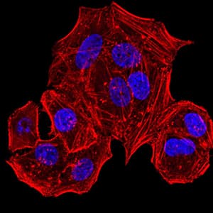 Monoclonal Mouse anti-Human HLA-B Antibody (clone 2G7B10, IHC, IF, WB)
