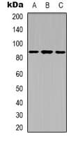 Polyclonal Rabbit anti-Human XRCC5 / Ku80 Antibody (C-Terminus, IHC, IF, WB)