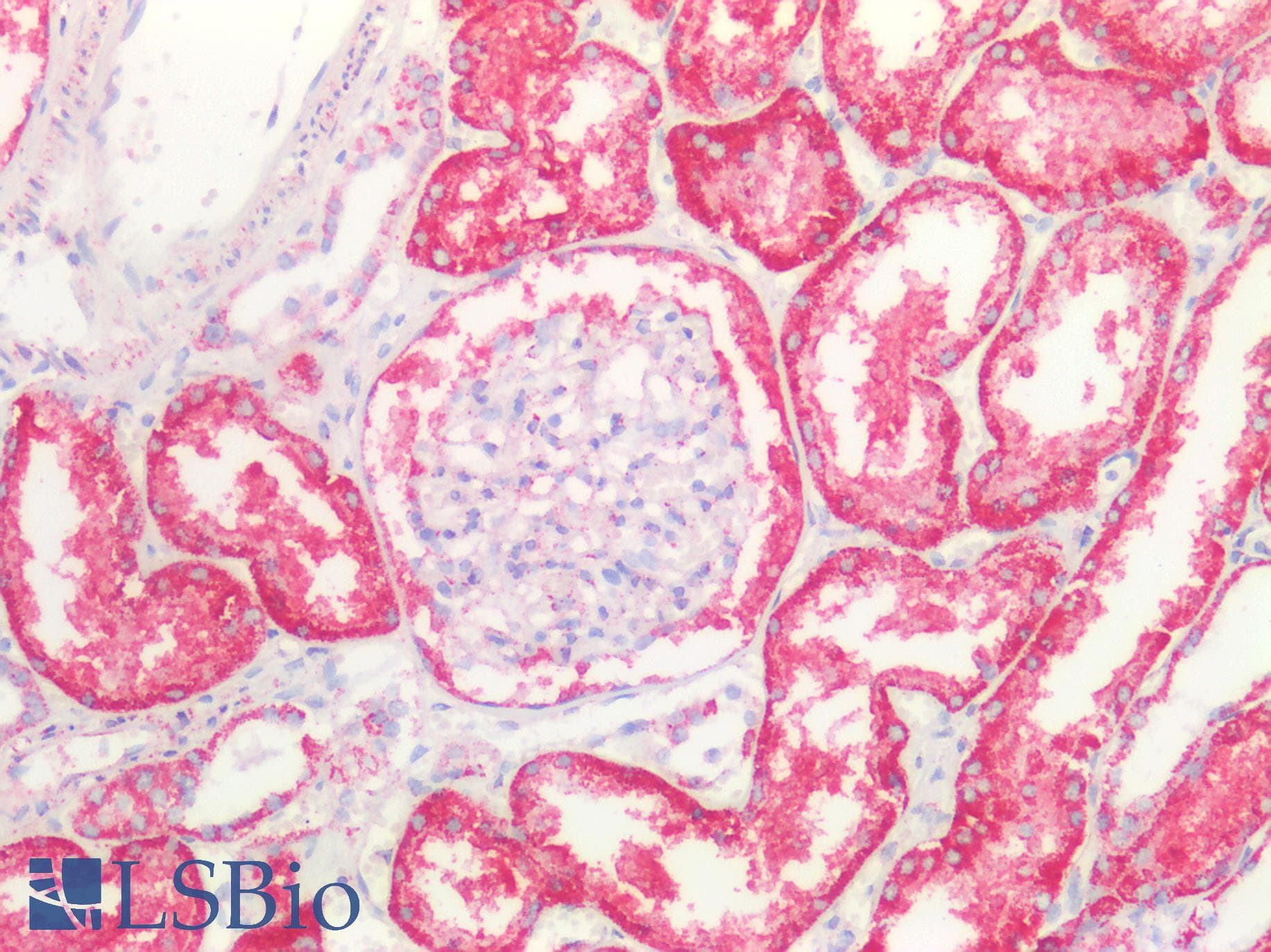 PathPlus™ Polyclonal Rabbit anti-Rat ROS1 / ROS Antibody (aa1937-2210, IHC, WB)