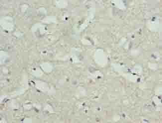 STOX1 Antibody