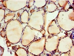 NAB2 Antibody (aa1-200)