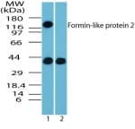 IHC-plus™ FMNL2 Antibody