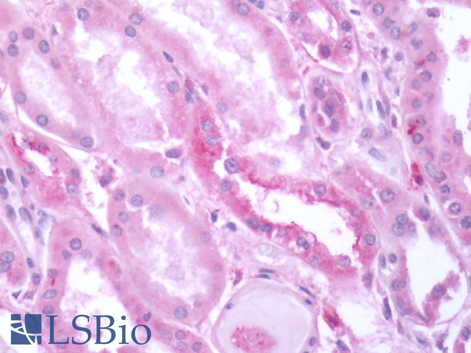 PathPlus™ GRM3 / MGLUR3 Antibody (N-Terminus)