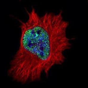 Polyclonal Rabbit anti-Human MPG Antibody (aa117-298, IF, WB)
