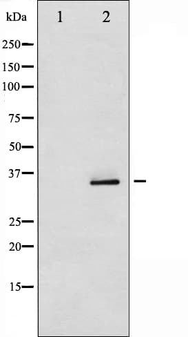 CDK5 Antibody (phospho-Tyr15)