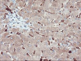 SERPINB1 Antibody (clone OTI3B4)