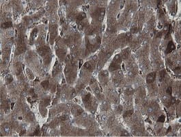 MIPEP Antibody (aa174-516, clone OTI3F8, Carrier-free)