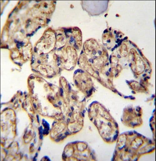 LRRC45 Antibody (aa615-643)