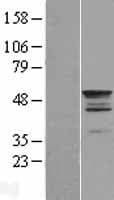 TEKT2 Protein (Over-Expression Lysate Myc-DDK (Flag))