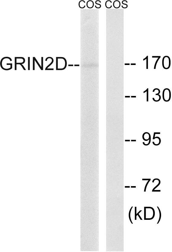 GRIN2D / NMDAR2D / NR2D Antibody