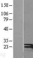 IFN Gamma / Interferon Gamma Protein (Over-Expression Lysate Myc-DDK (Flag))