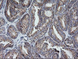 MRPS34 Antibody (clone OTI4E8, Carrier-free)
