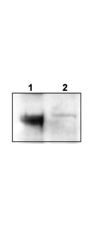 NTRK3 / TRKC Antibody