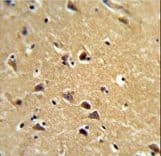 SPG20 / SPARTIN Antibody (aa18-45)