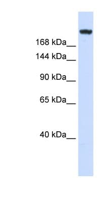 Polyclonal Rabbit anti-Human LAMC1 / Laminin Gamma 1 Antibody (aa792-841, WB)