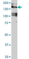 EIF4G3 Antibody (clone 1D7)