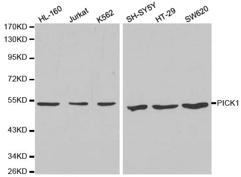 PICK1 Antibody