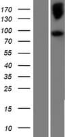 NELL2 Protein (Over-Expression Lysate Myc-DDK (Flag))