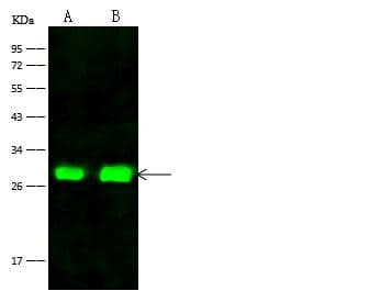 FRG1 Antibody (Preservative Free)
