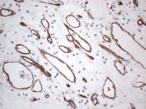 CD34 Antibody (aa312-385, clone OTI11A5)