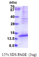 Human DPPA5 Protein (Recombinant His)