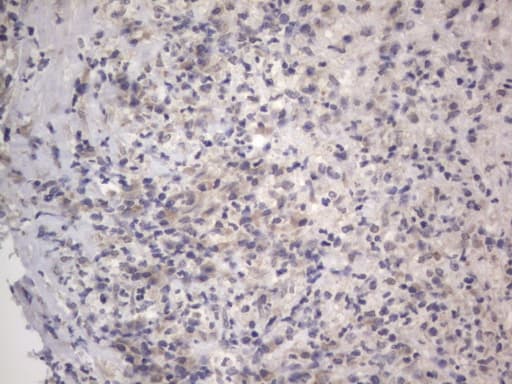 DDOST / OST48 Antibody (aa131-378, clone OTI2B4)
