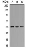 EIF2S2 Antibody (phospho-Ser67)